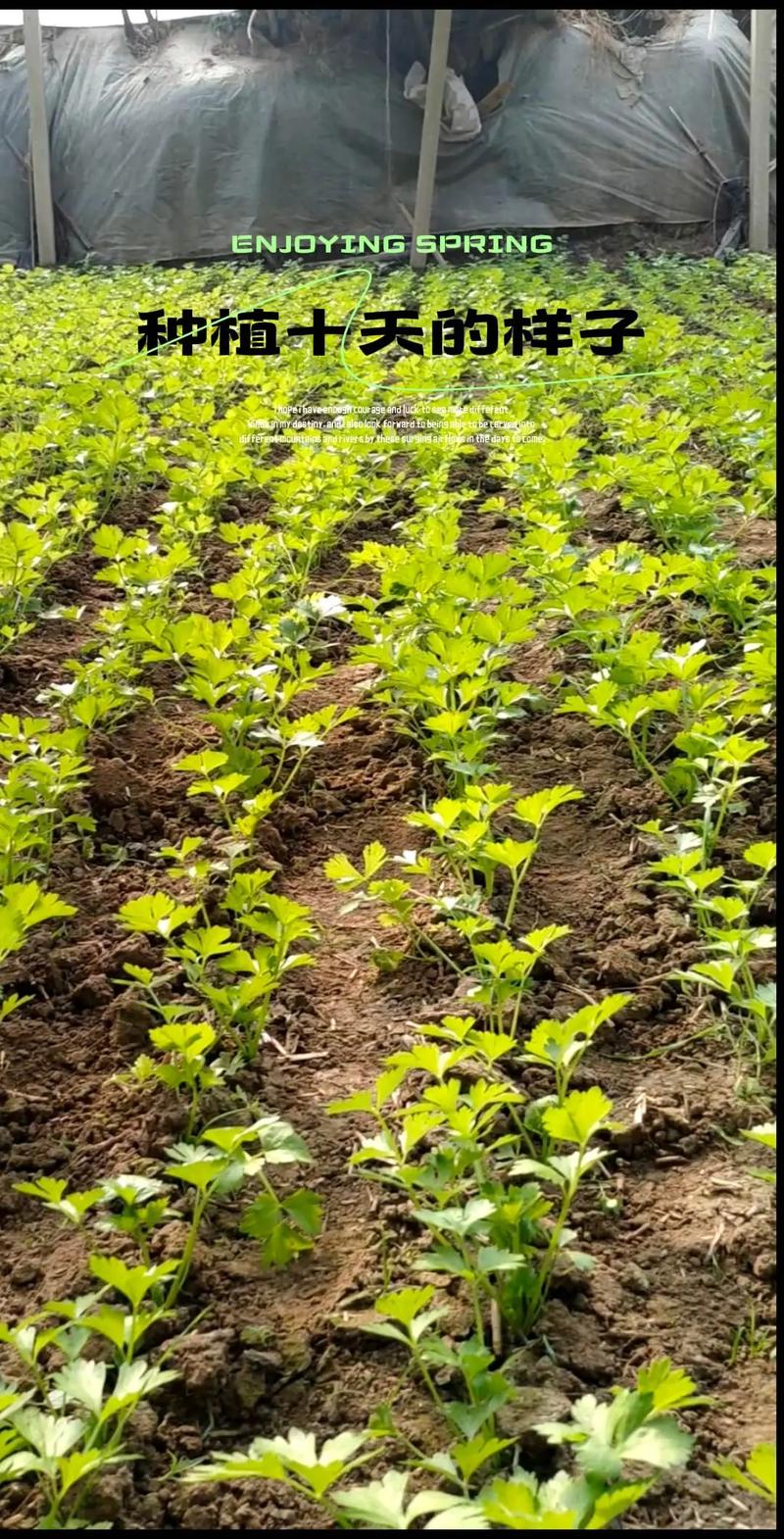 芹菜高产种植有哪些关键技术？-图2