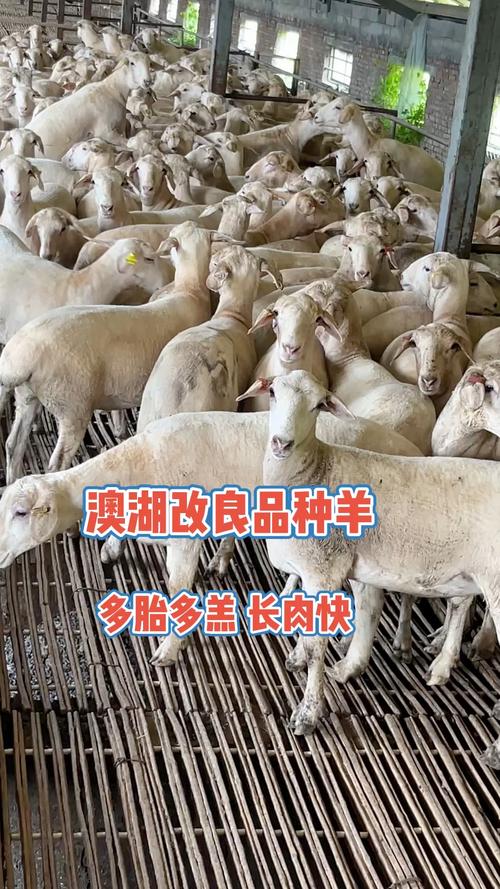 肉羊品种哪个产羔数最多？-图2
