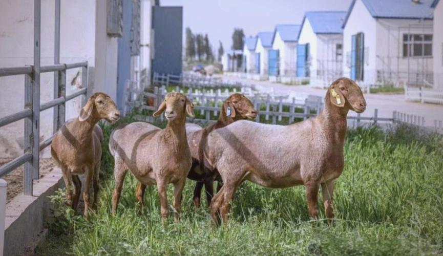 肉羊品种哪个产羔数最多？-图3