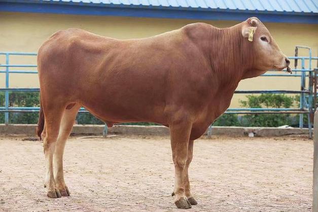 南阳牛有哪些品种？-图1