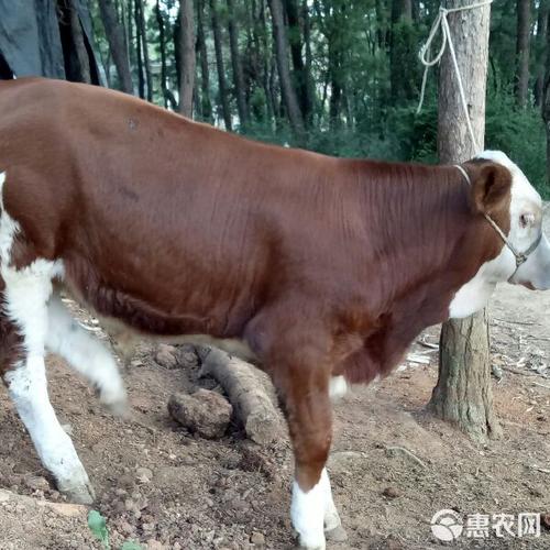 南阳牛有哪些品种？-图2