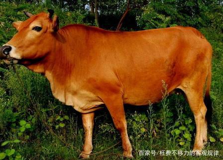 南阳牛有哪些品种？-图3