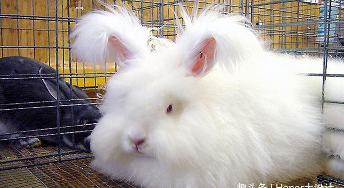 兔毛价格走势如何？-图2