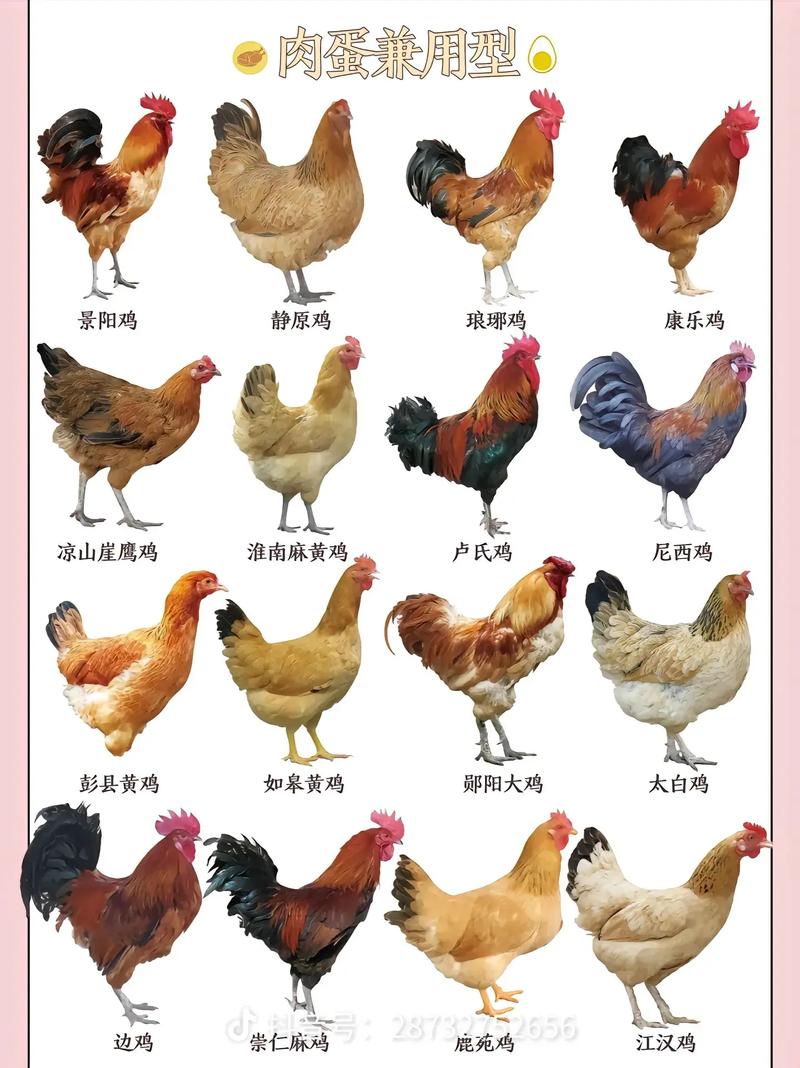 什么品种土鸡好养又好活？-图1