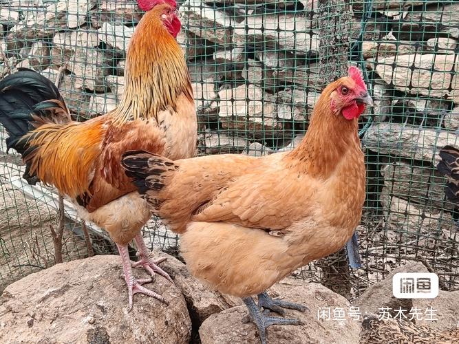 什么品种土鸡好养又好活？-图2