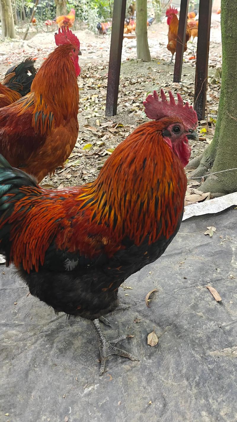 什么品种土鸡好养又好活？-图3