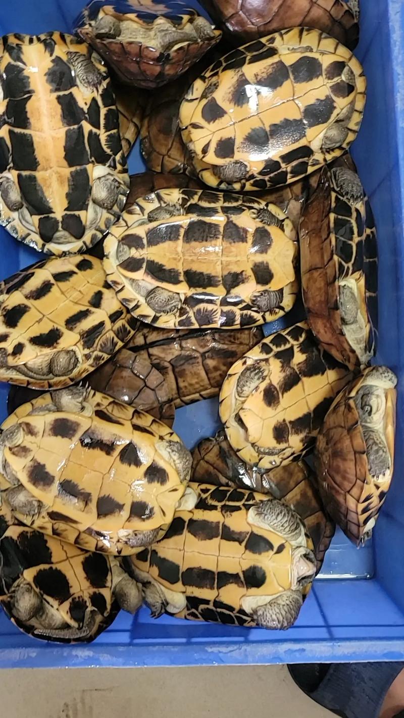 淘宝石金钱龟种龟价格多少？-图3