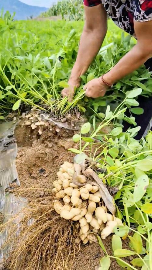 花生种植视频哪里能下载？-图1