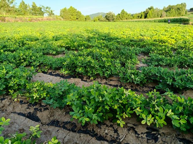 花生种植视频哪里能下载？-图3