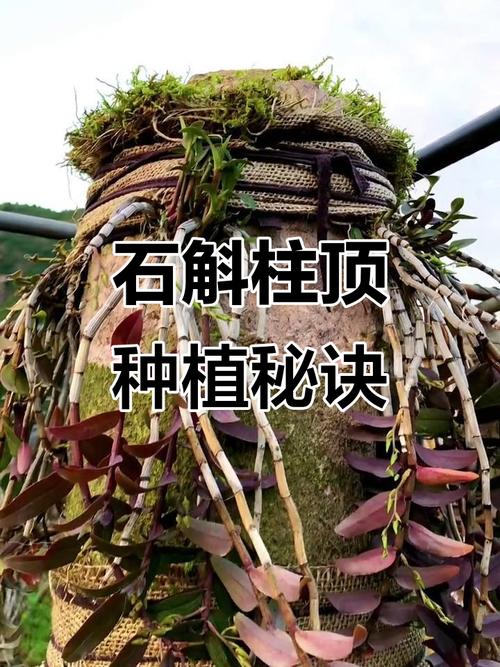 铁皮石斛种植技术有哪些关键要点？-图1