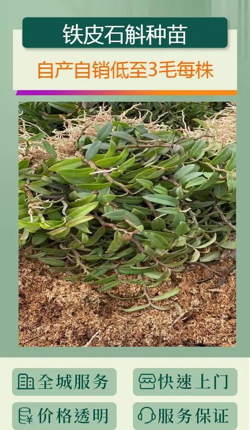 铁皮石斛种植技术有哪些关键要点？-图2