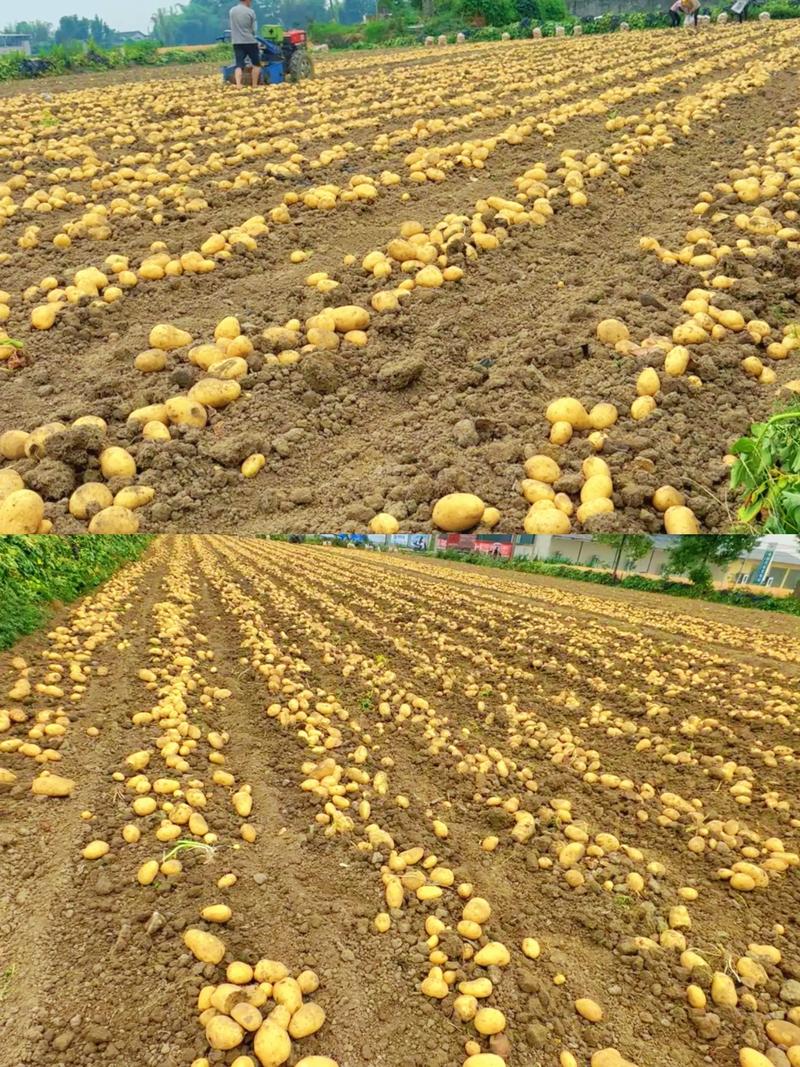 如何种出高产土豆？视频教你关键技巧。-图1