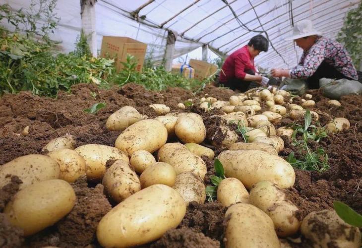 如何种出高产土豆？视频教你关键技巧。-图2