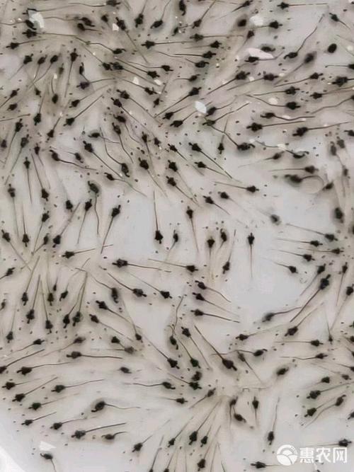 南美白对虾育苗技术关键点是什么？-图1