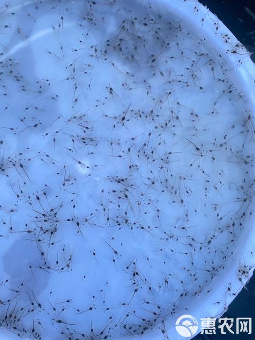 南美白对虾育苗技术关键点是什么？-图2