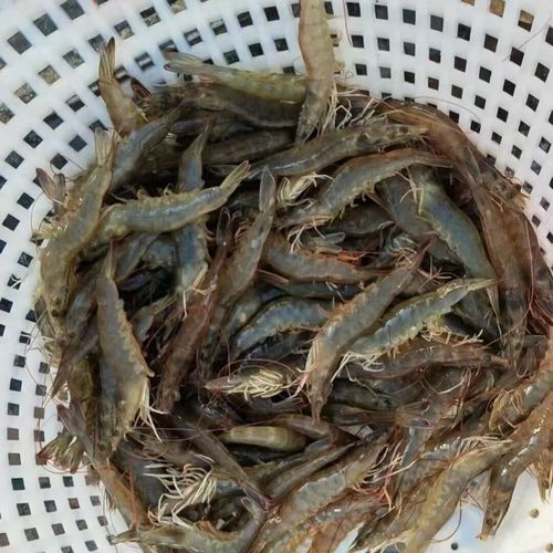 南美白对虾育苗技术关键点是什么？-图3