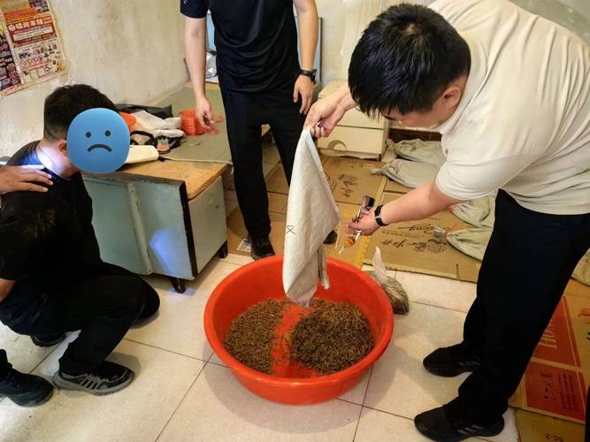 2025年蝎子收购价多少钱一斤？-图1