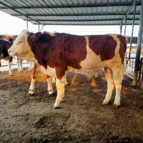 养牛品种怎么选？哪种最合适？-图1