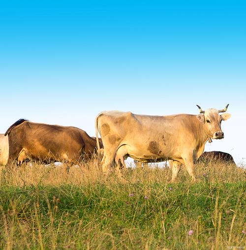 养牛品种怎么选？哪种最合适？-图3