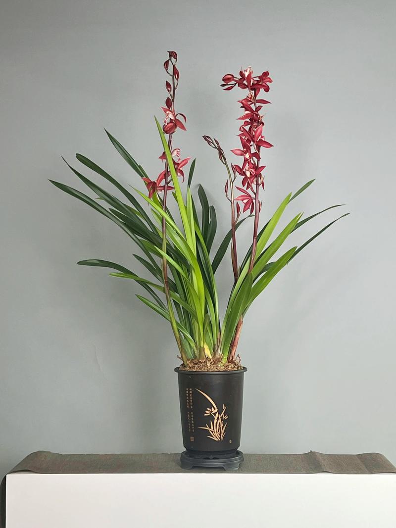 建兰最香的品种是哪个？-图2