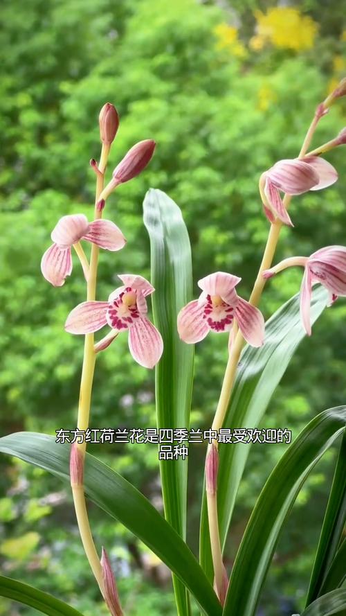 建兰最香的品种是哪个？-图1