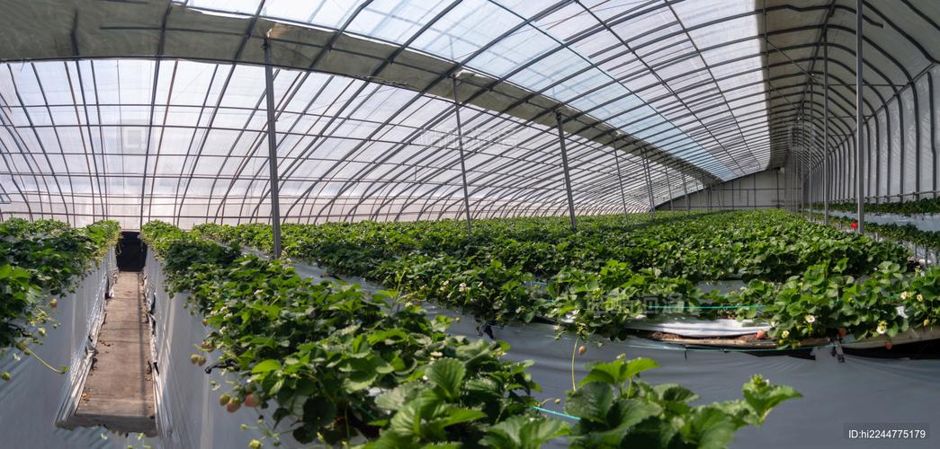 草莓大棚种植技术视频有哪些要点？-图1