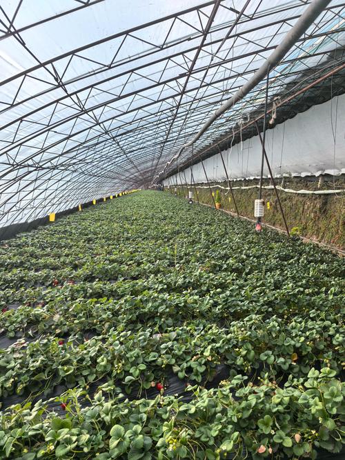 草莓大棚种植技术视频有哪些要点？-图2