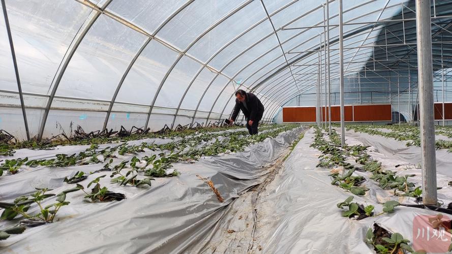 草莓大棚种植技术视频有哪些要点？-图3