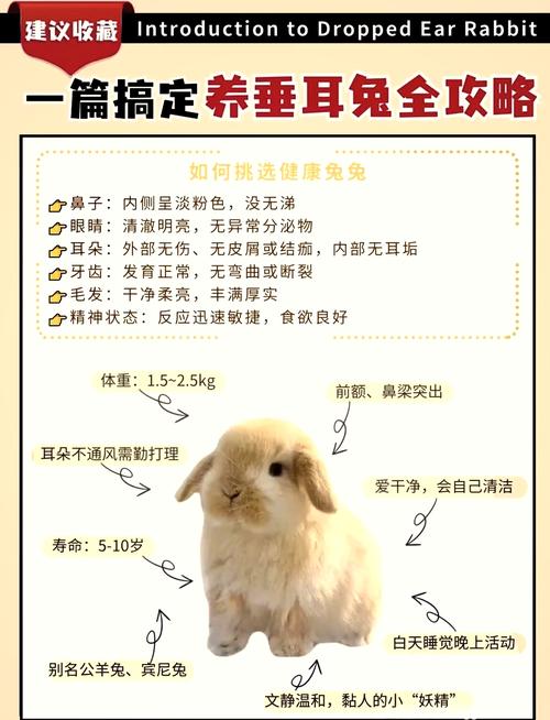 常见肉兔品种有哪些？附图片介绍。-图1