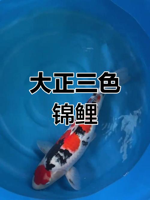 大正三色锦鲤养殖技术要点有哪些？-图1