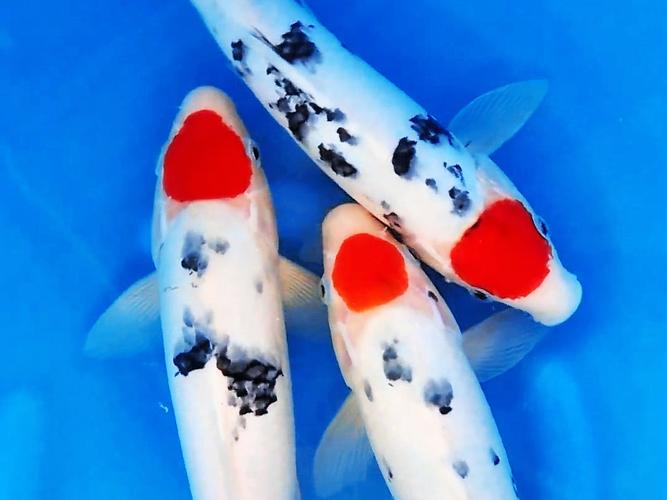 大正三色锦鲤养殖技术要点有哪些？-图2