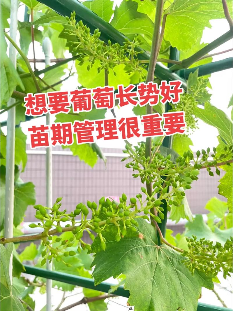 萄葡种植管理有哪些关键技术？-图3