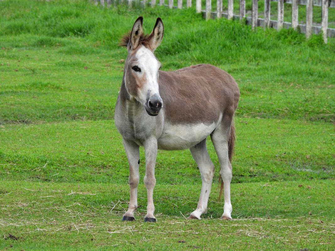 哪种驴是体型最大的品种？-图2