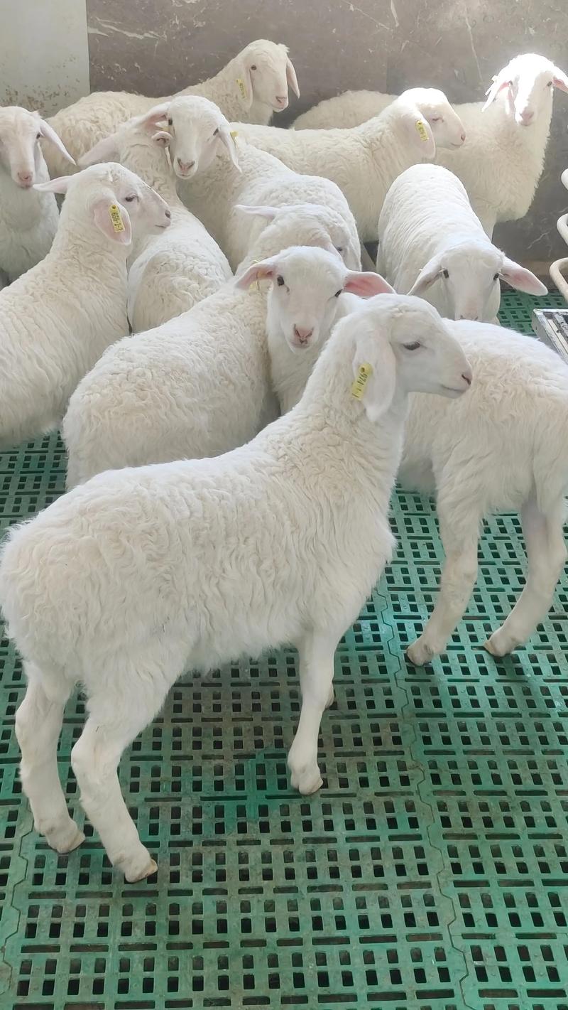 现在养羊选什么品种最合适？-图1