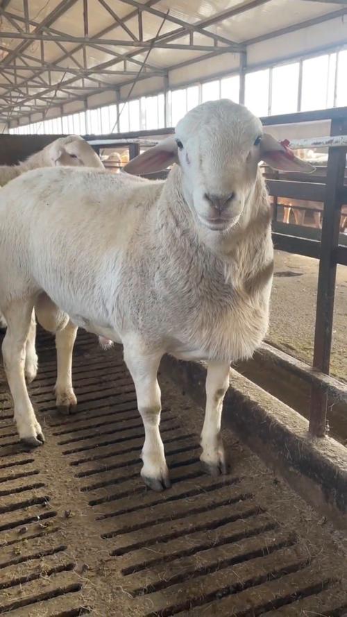 现在养羊选什么品种最合适？-图2