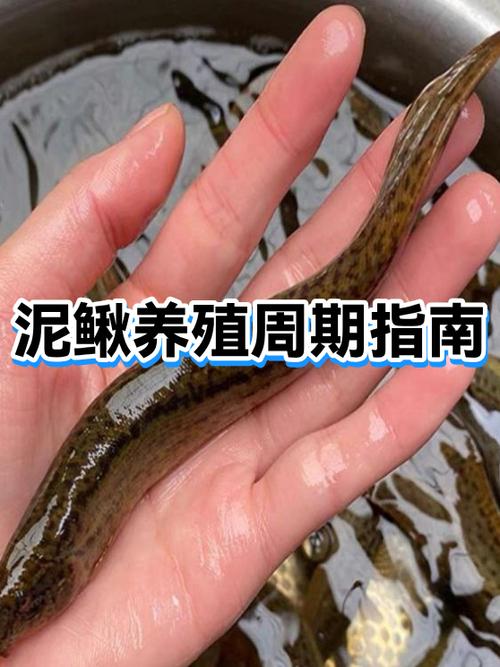 泥鳅高密度养殖技术关键点是什么？-图2