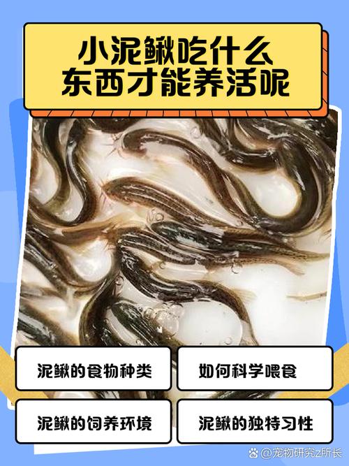 泥鳅高密度养殖技术关键点是什么？-图3