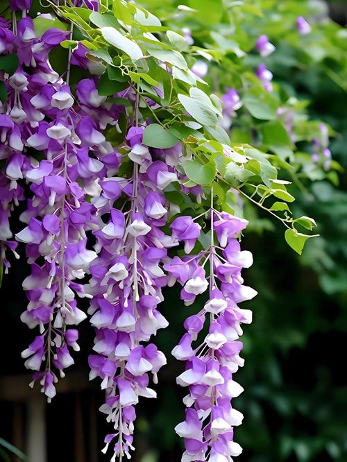 紫藤有哪些花期长的品种？-图1