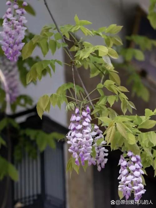 紫藤有哪些花期长的品种？-图3