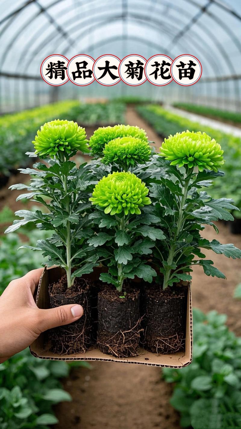 哪里能买到品种菊花？-图2