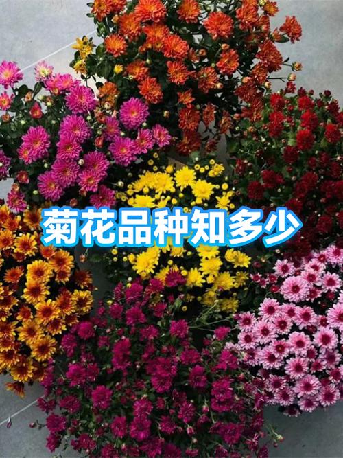 哪里能买到品种菊花？-图3