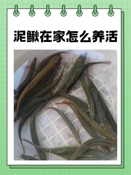 高密度泥鳅的养殖技术-图2