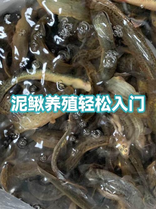 高密度泥鳅的养殖技术-图3