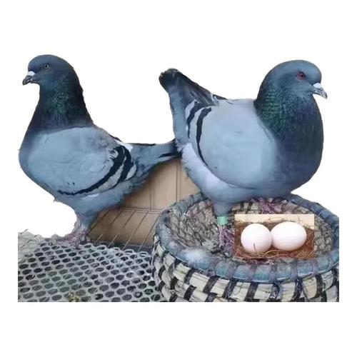 哪种鸽子品种产蛋最多？-图1