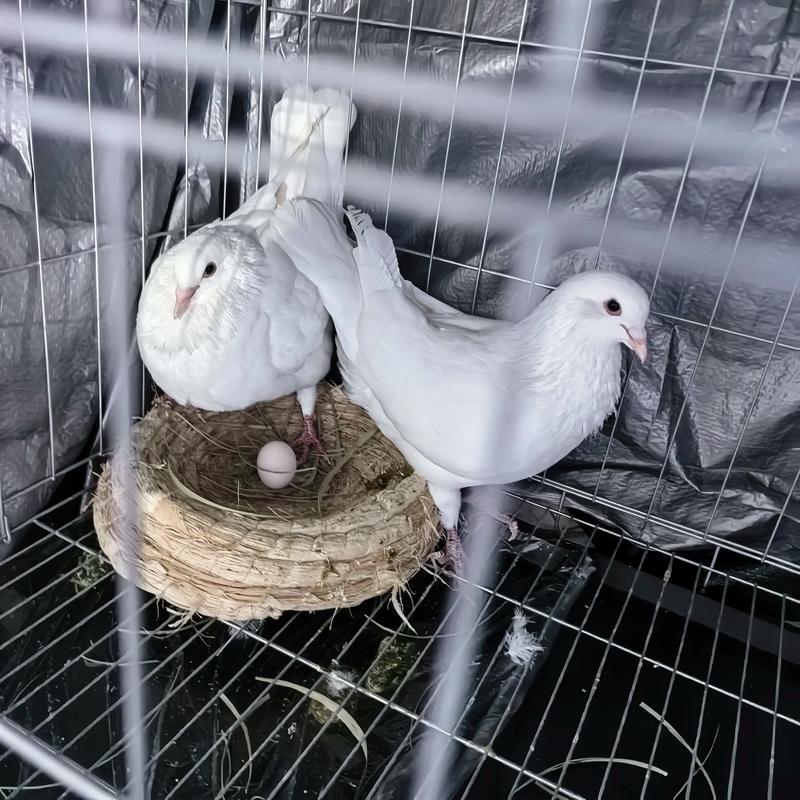 哪种鸽子品种产蛋最多？-图2