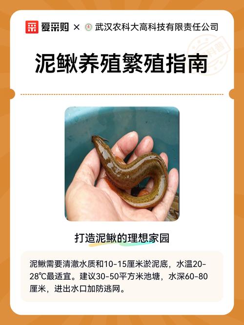 水泥池泥鳅养殖技术要点有哪些？-图2