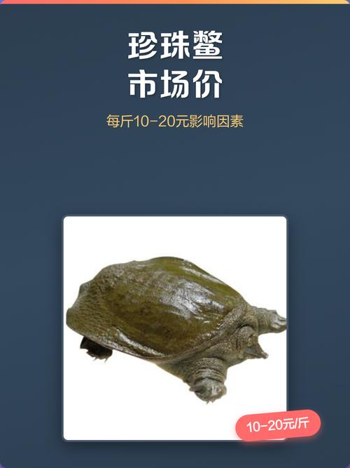 甲鱼价格一斤多少钱？-图1