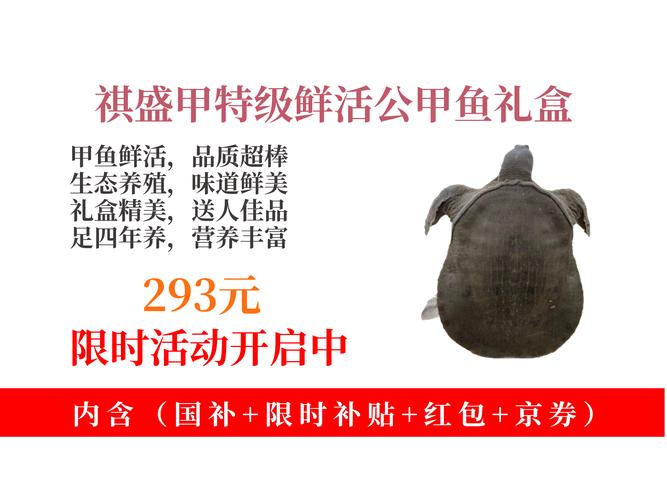 甲鱼价格一斤多少钱？-图2