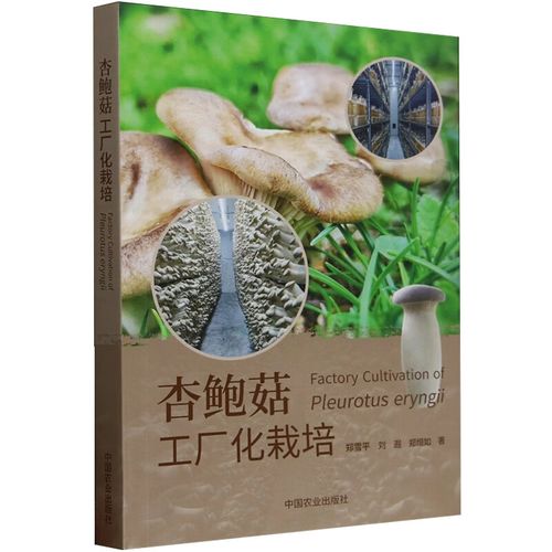 工厂化栽培杏鲍菇技术要点有哪些？-图3