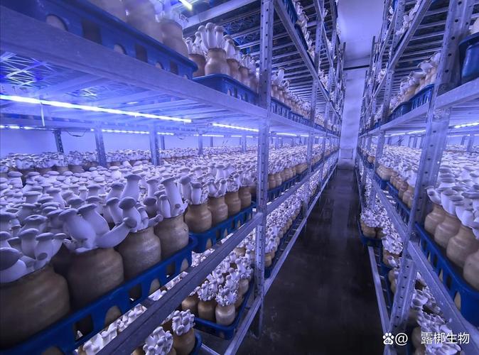 工厂化栽培杏鲍菇技术要点有哪些？-图2